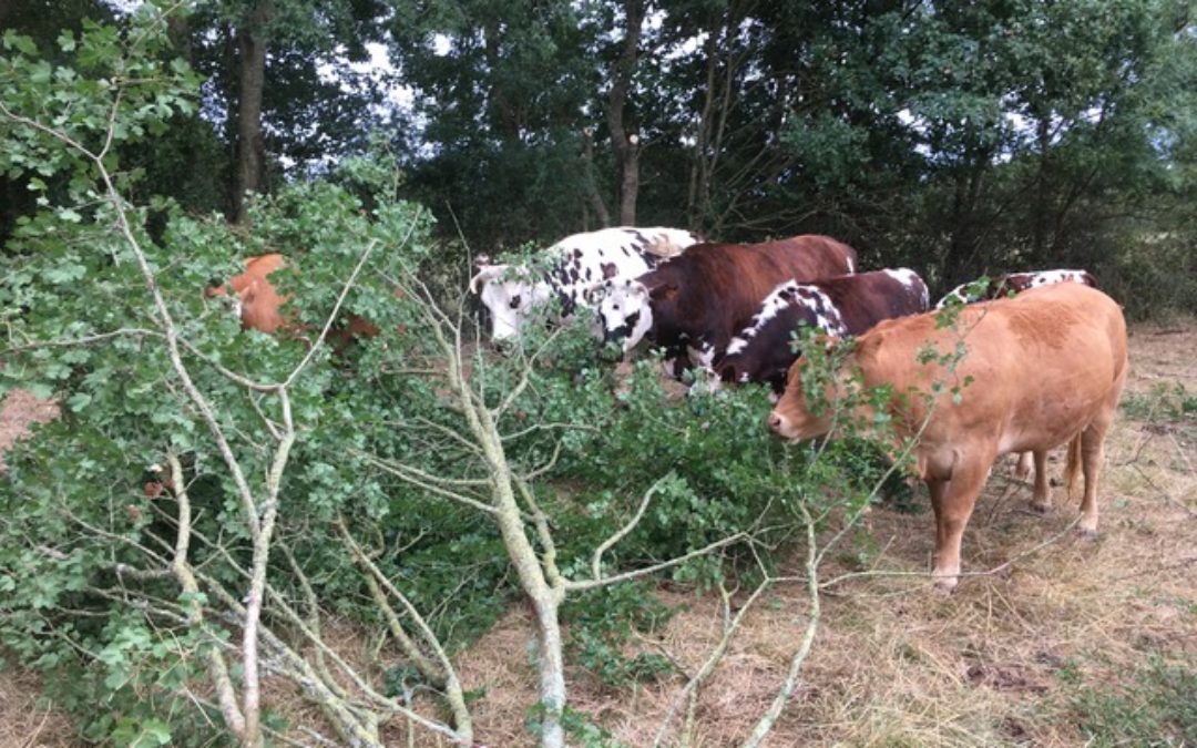 Report : « Arbres et Élevages » à la Bergerie Nationale de Rambouillet – 11 février 2021