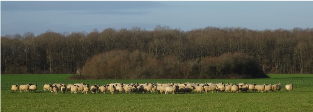 26 février 2021 : Animation Bergers de plaines dans le Nord 91