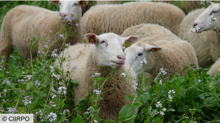 Pâturage chez les céréaliers franciliens