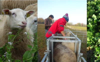 Voyage d’étude POSCIF sur le pâturage de couverts végétaux dans l’Aube le lundi 28 janvier 2019.