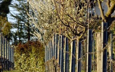 28 février 2020 : journée Vigne à Vaux-le-Vicomte. Diversification autour de la vigne en Ile de France : Opportunités pour la valorisation des terroirs.