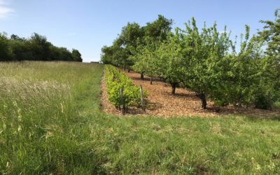 Budget participatif Ile-de-France : Retour de la Vigne