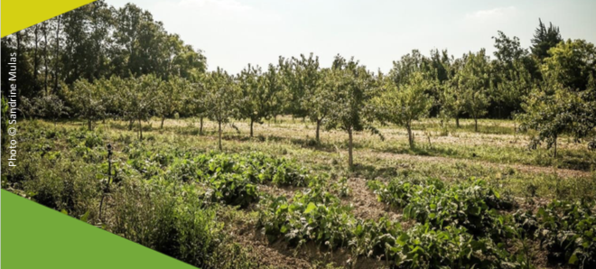 2 février 2021 – Wébinaire Vergers-maraîchers