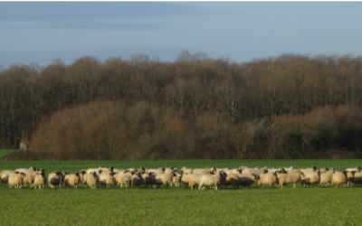 26 février 2021 : Animation Bergers de plaines dans le Nord 91