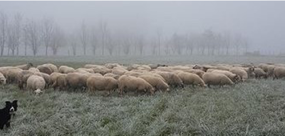 25 février 2021 : Animation Bergers de plaines dans le Sud 77
