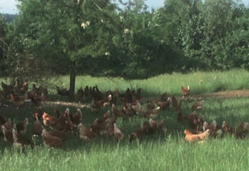 18 février 2021 – Visite et formation Agroforesterie