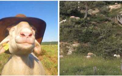 8 octobre 2021 – Journée Pastoralisme francilien