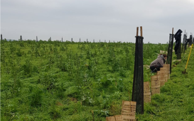 3 juin 2022 : rallye agroforestier dans les Yvelines