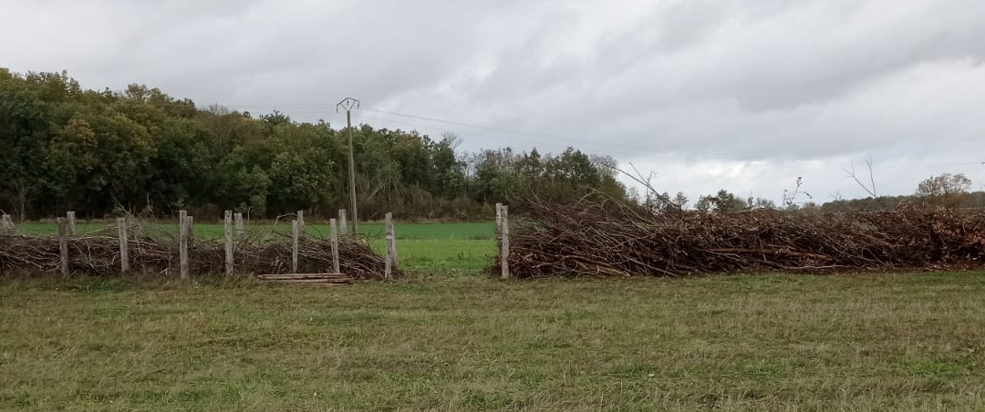 Offre de stage automne 2023 – Régénération naturelle