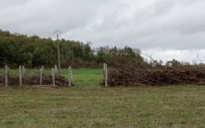 Offre de stage automne 2023 – Régénération naturelle