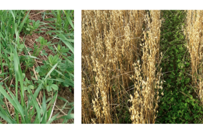 8 juin 2023 – Semis direct en couverts pérennes et céréales extensives