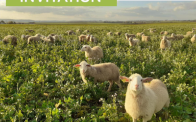 13 octobre : visite de ferme sur le pâturage ovin en système céréalier bio dans l’Essonne