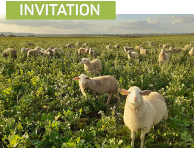 13 octobre : visite de ferme sur le pâturage ovin en système céréalier bio dans l’Essonne