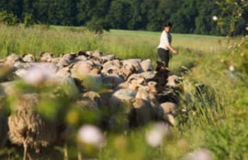 20 octobre – Pâturage des espaces naturels