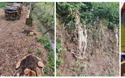 18 décembre 2024 – Journée Bois-énergie francilien et valorisation des haies