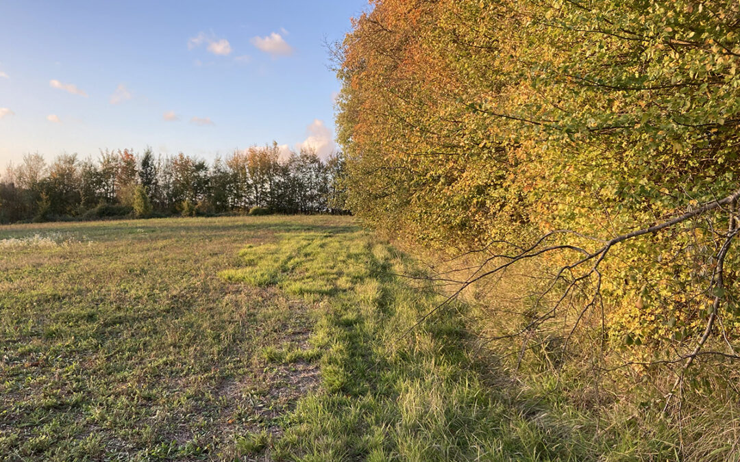 MAEC-Biodiversité – Gestion durable des haies