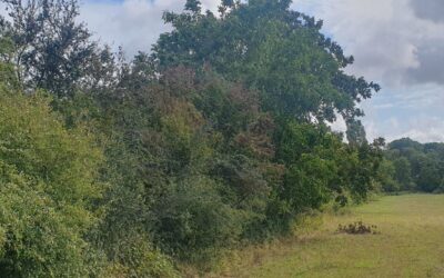 12 Décembre 2025 – Recépage et autres pratiques pour la gestion durable et la valorisation des haies