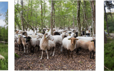 3 novembre 2025 – formation aux pratiques sylvopastorales