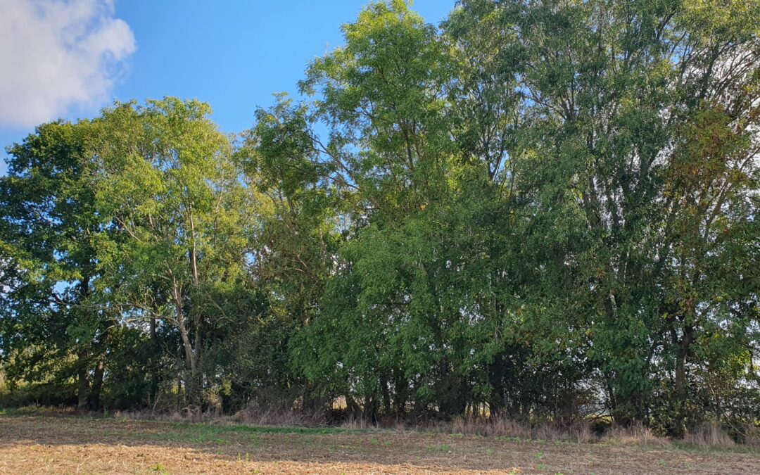 15 et 20 janvier 2026 – Deux journées techniques sur la gestion sylvicole des haies