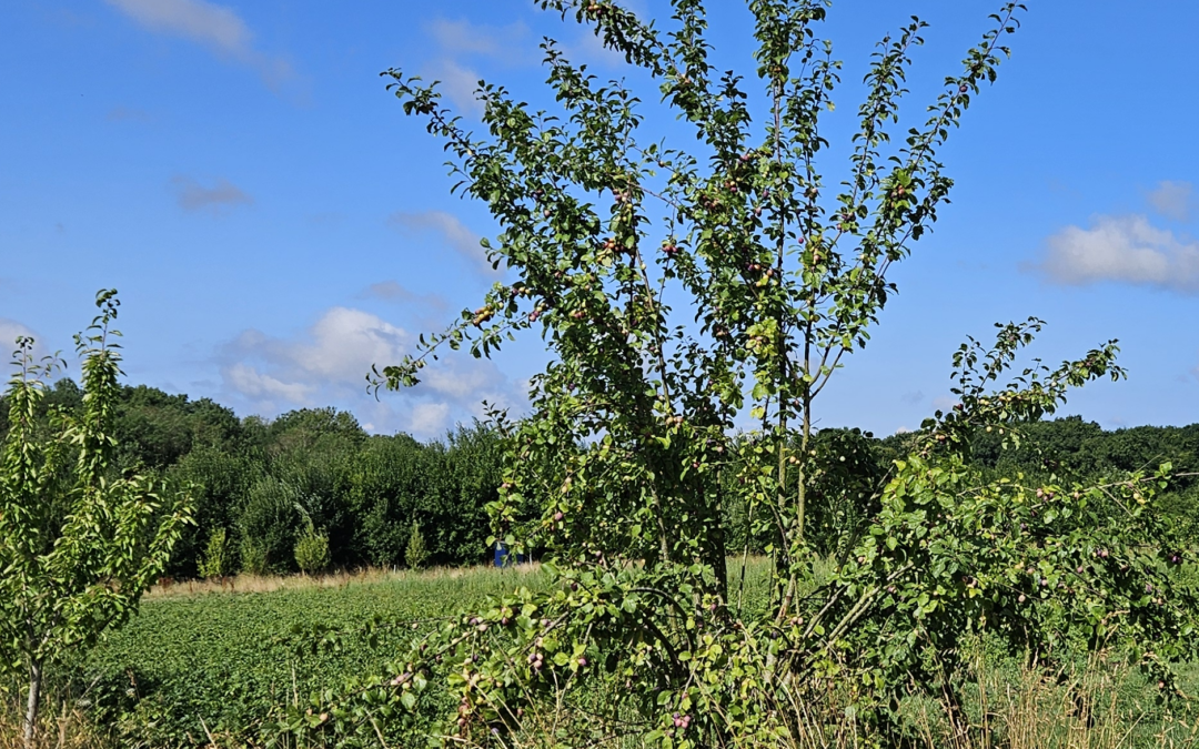 11 février 2026 – Verger maraîcher : taille des arbres fruitiers en situation dégradée