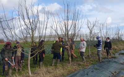 Retour sur journée technique – Verger maraîcher – Taille des arbres fruitiers en situation dégradée