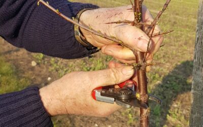 Matinée technique – Former et entretenir des jeunes haies diversifiées